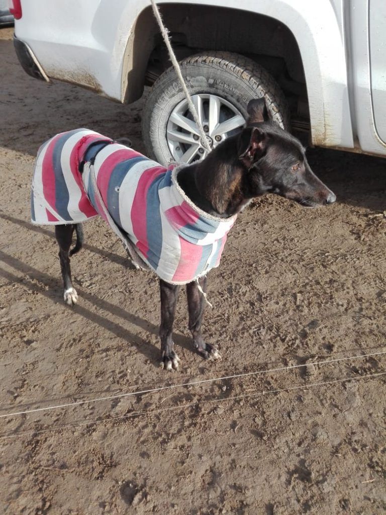 Allanamiento Por La Carrera De Galgos De Madryn Secuestraron Nueve