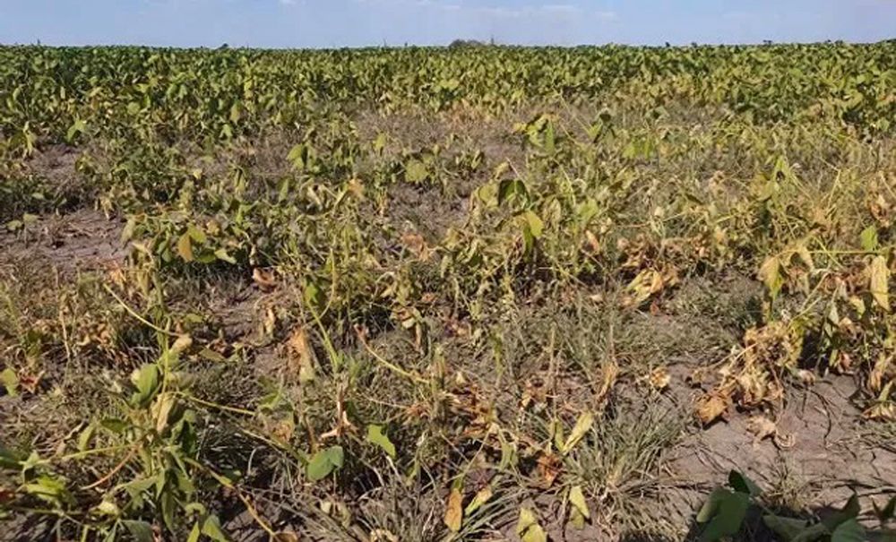 Declararon la emergencia agropecuaria en Córdoba y Neuquén