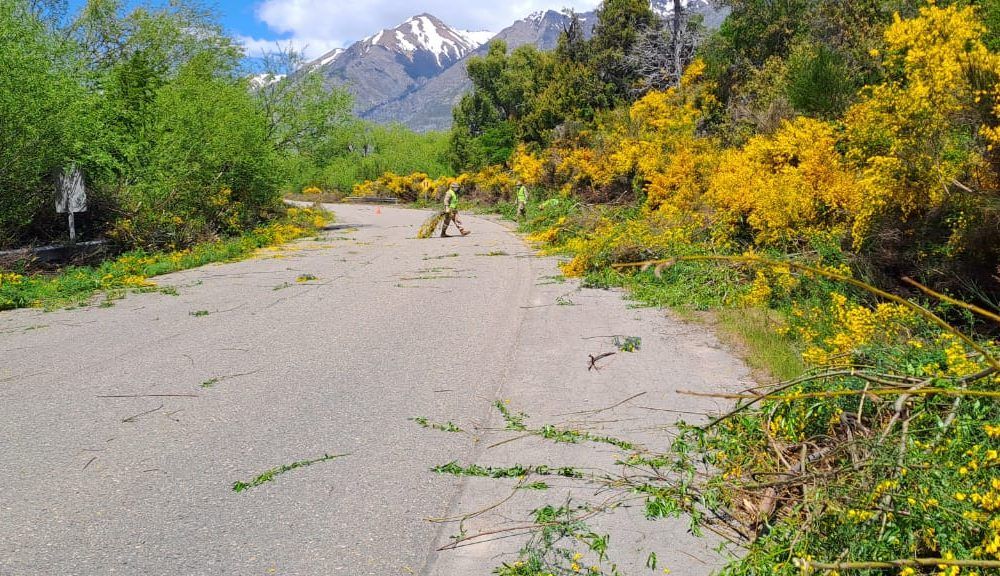 Realizan Trabajos De Desmalezamiento Y Limpieza En La Ruta