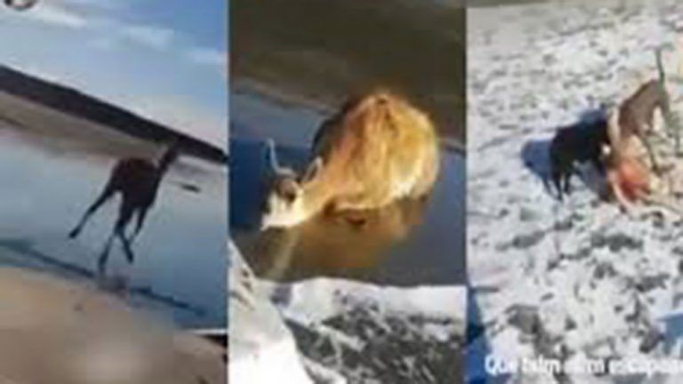 San Julián: torturaron a un guanaco y lo subieron a las redes