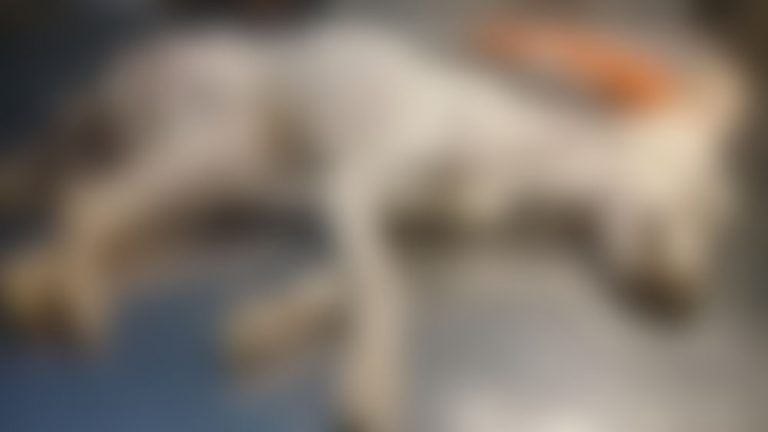 Dejaron encerrados sin agua ni alimento a dos perros y murieron