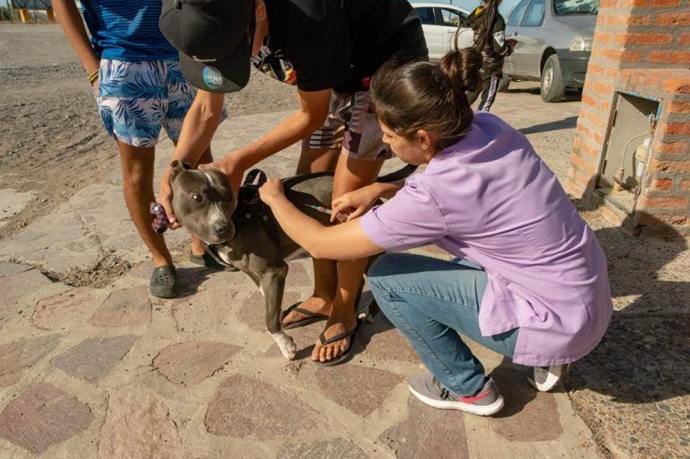 Rawson: se han vacunado a más de 500 mascotas