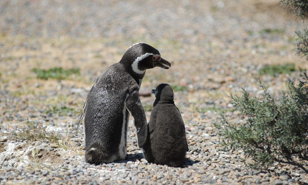 La Temporada de Pingüinos comenzará en Tombo el 13 de septiembre