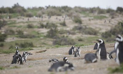 Más de 6 mil persona pasaron ya por Punta Tombo