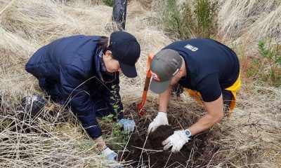 Plantan más de 4 mil árboles en el PN Los Alerces