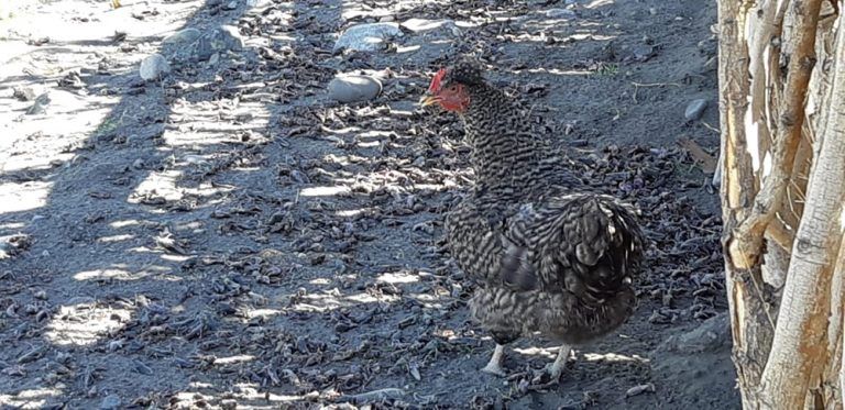 Vecinos de Cushamen denuncian abandono y sufrimiento por las tucuras