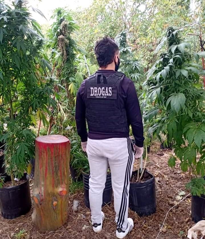 Inédita plantación de marihuana