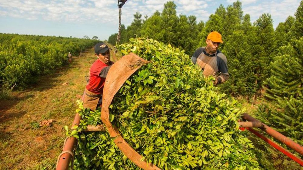 A puro mate El consumo de yerba superó los 213 millones de kilos en los primeros 8 meses