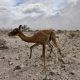 Fauna afectada por el incendio