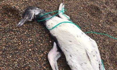 Pingüinos muertos en Playa Unión