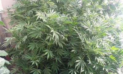 Secuestro de plantas de cannabis en Lago Puelo