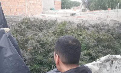 Gran plantación de marihuana en Puerto Madryn