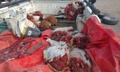 Secuestro de carne de guanaco en Puerto Madryn
