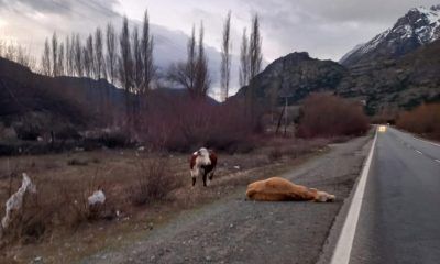 Vaca muerta en accidente de El Pedregoso