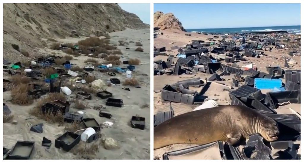 Residuos pesqueros en Península Valdés