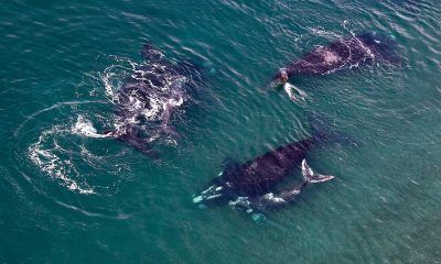 Ballenas en Chubut