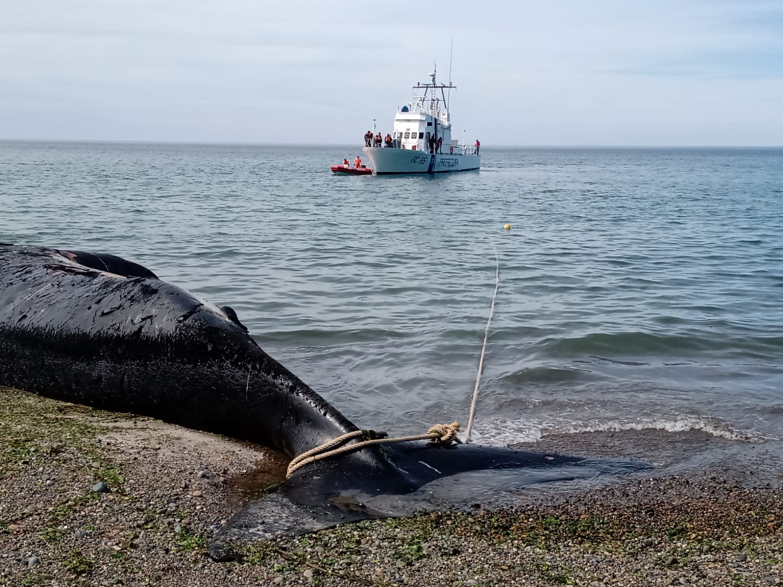 Comenzó El Retiro De Las Ballenas Muertas Varadas En La Costa Del Golfo ...