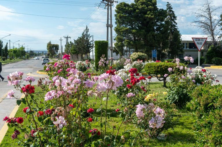 Obsequiarán plantas a los vecinos para embellecer Gaiman