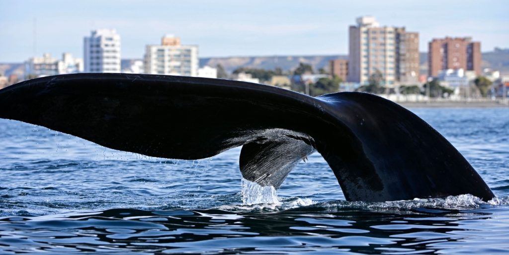 La Temporada De Ballenas En Madryn Fue La Mejor De Los últimos 15 Años Radio 3 Cadena Patagonia