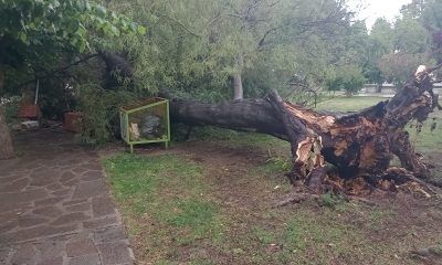 Caída de árboles en Gaiman