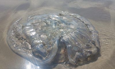 Medusa gigante en Playa Unión
