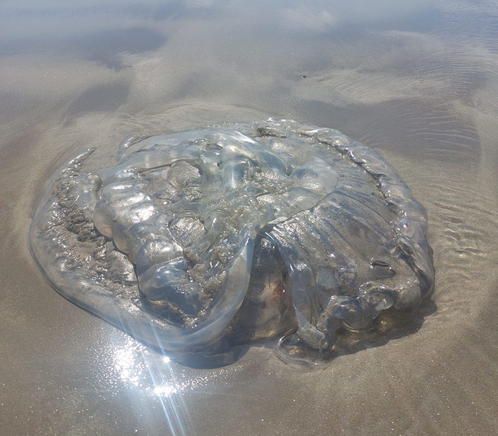Medusa gigante en Playa Unión