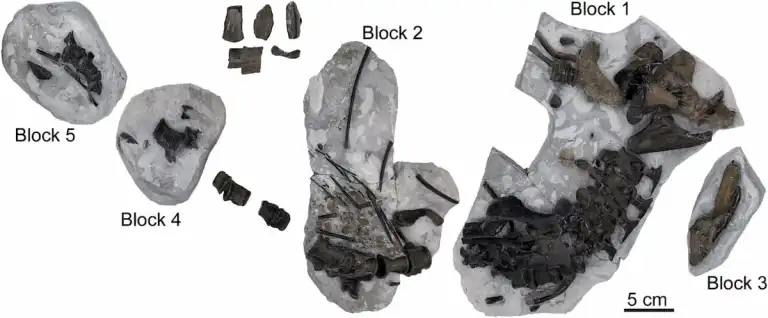Hallan fósiles de un antiguo ancestro del cocodrilo en Reino Unido