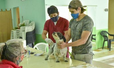 Campaña vacunación antirrábica y desparasitación para perros y gatos en Puerto Madryn