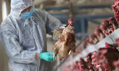 Gripe aviar en Argentina