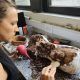 Restos de armadillo terrestre gigante hallados en Mar del Plata