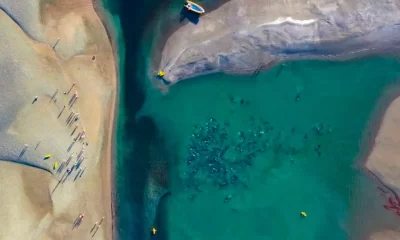 Rescate de delfines varados en Río Negro