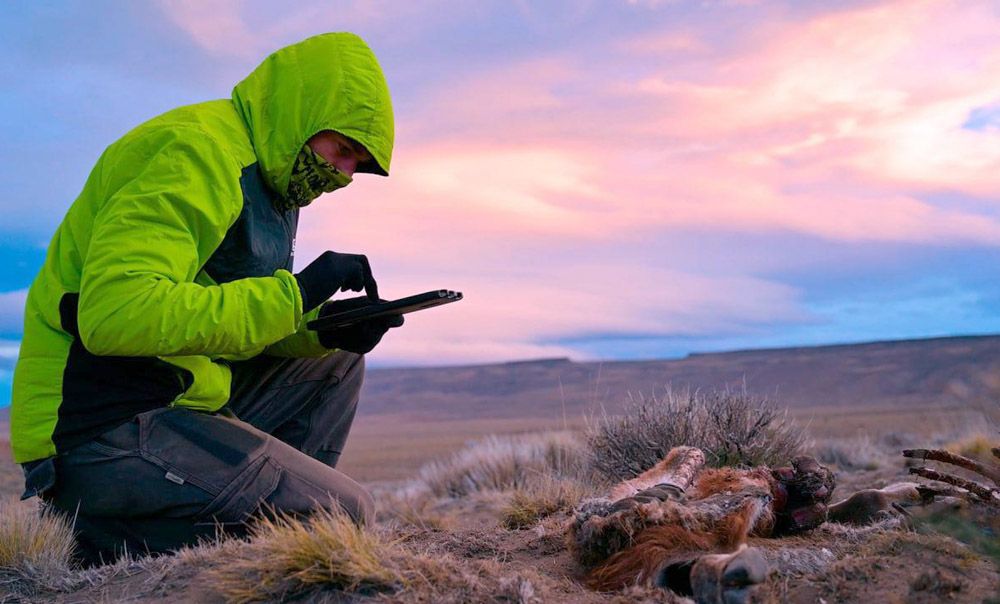 Desde 2019 el equipo científico de Rewilding Argentina pudo colocar collares con GPS a 29 pumas en Parque Patagonia
