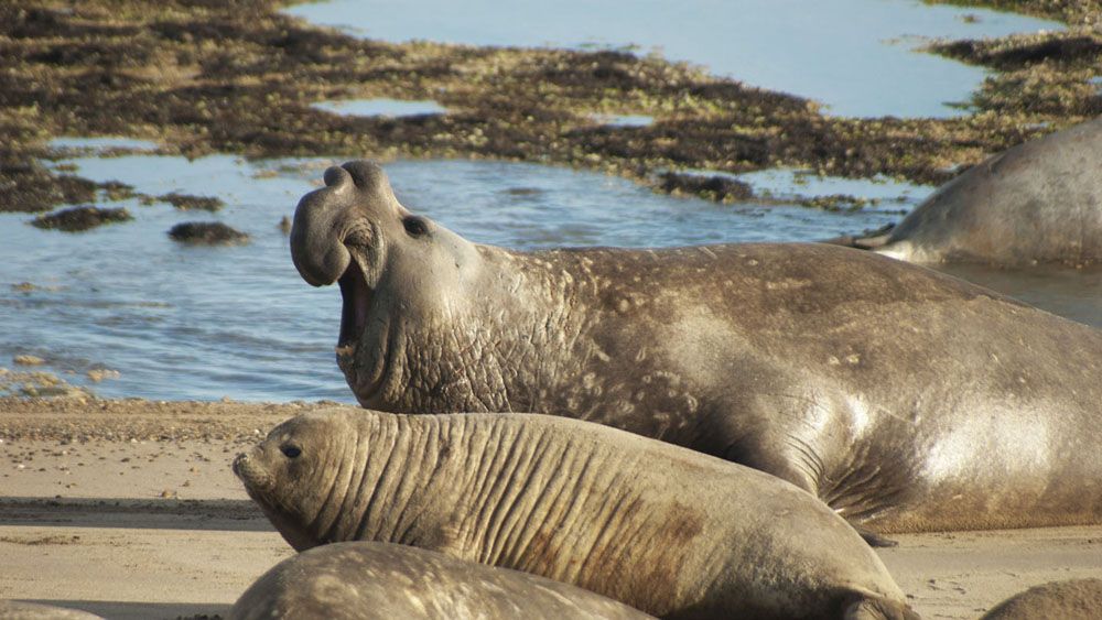 Alertan sobre la muerte de más de mil crías de elefantes marinos en Chubut por gripe aviar