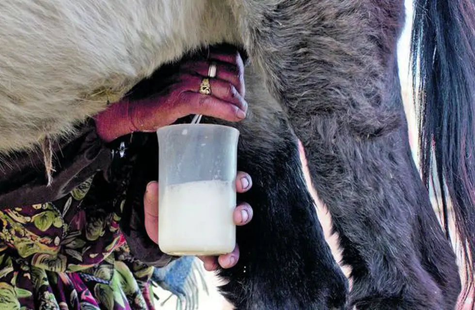 Impulsan la producción de leche de burra destinada a personas alérgicas a los lácteos vacunos Impulsan la producción de leche de burra destinada a personas alérgicas a los lácteos vacunos