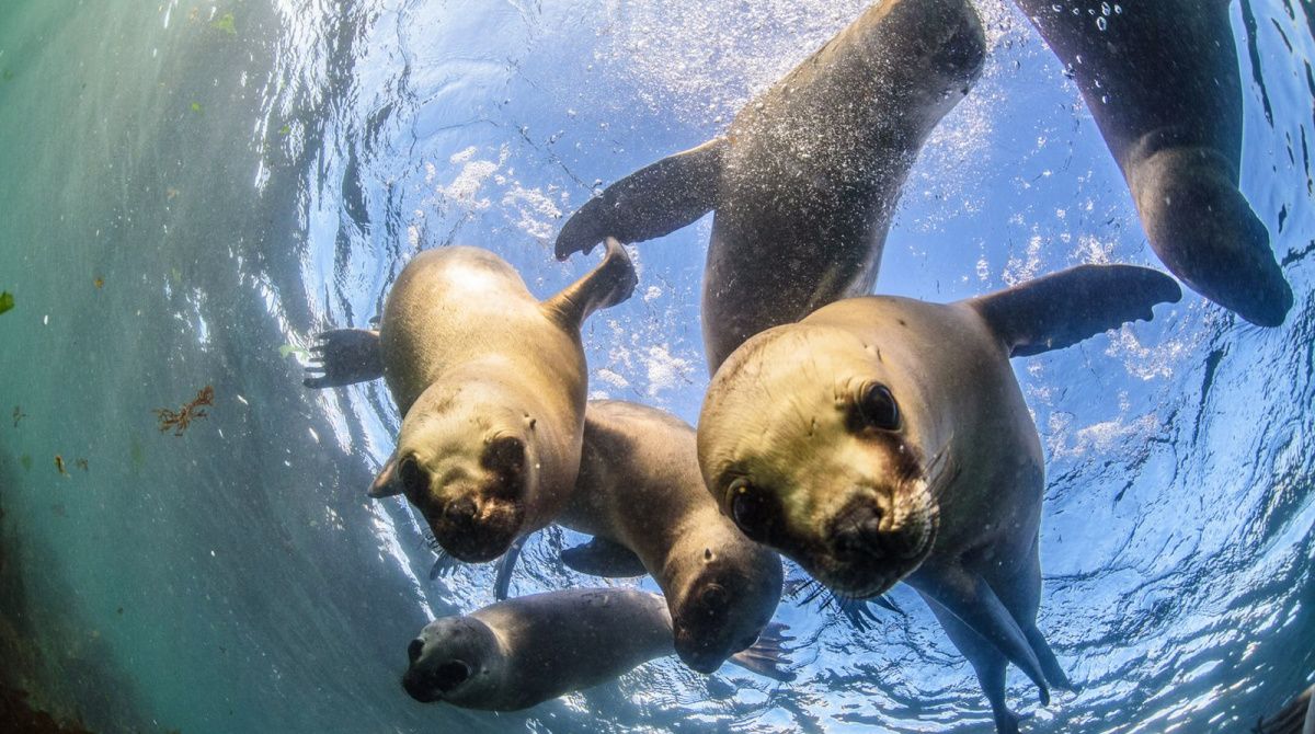 Contabilizaron más de 100 mil lobos y elefantes marinos en las costas de Chubut 