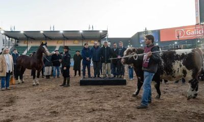 Primero animales en ingresar a la 135º Exposición Rural de Palermo en Buenos Aires