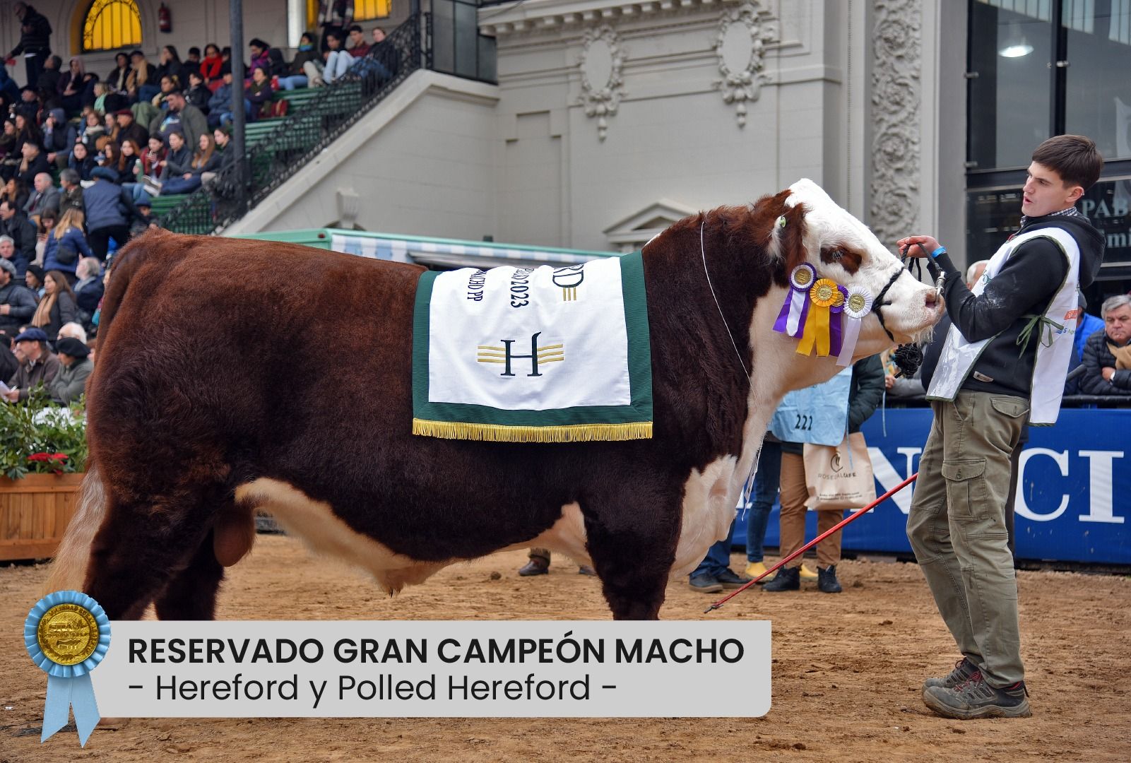 Por Primera Vez Un Toro Hereford De Río Negro Fue Premiado En La