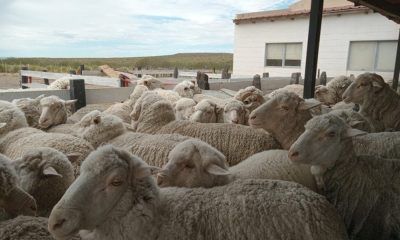 Ganadería en Chubut
