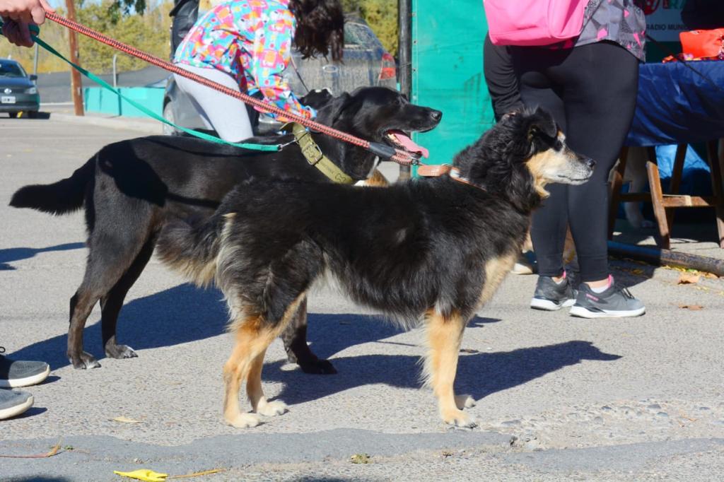 Rawson festejará el Día de las Infancias con una campaña de adopción de