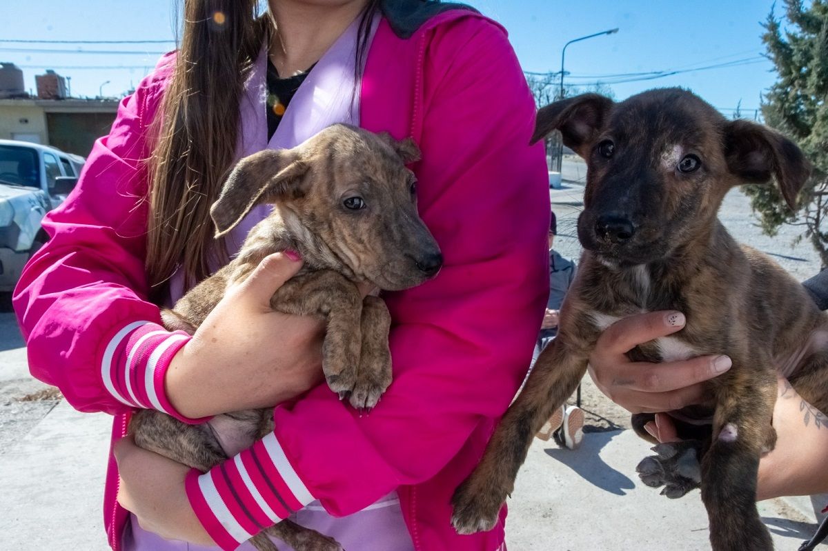 Rawson continúa con las campañas de vacunación y adopción de mascotas