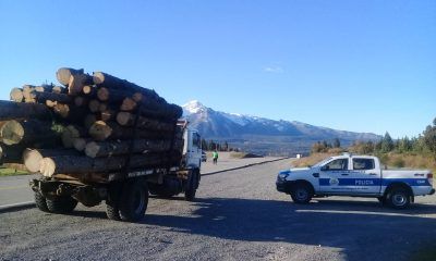 Secuestro de 38 rollizos de pino murrayana en Ruta Nacional Nº 40 en Epuyén