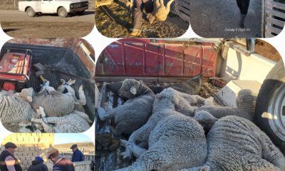 Secuestro de cinco ovejas robadas que eran transportadas en la caja de una camioneta en Colan Conhue
