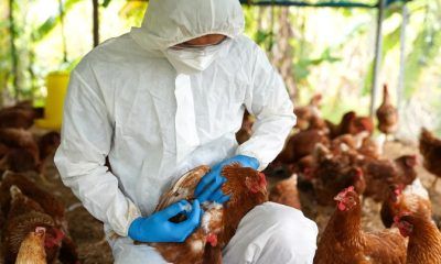 avicolas recuperacion tras crisis de la gripe aviar