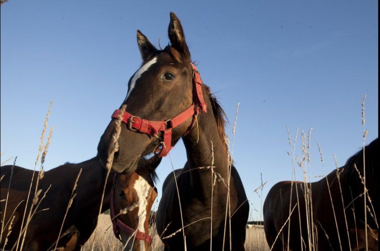 Se registró la primera muerte de encefalitis equina