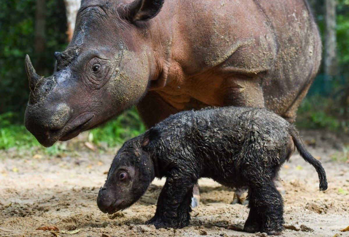 Nació un rinoceronte de Sumatra en Indonesia, una esperanza para la especie  - Radio 3 Cadena Patagonia