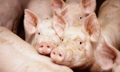 cepa porcina H1N2 virus reino unido