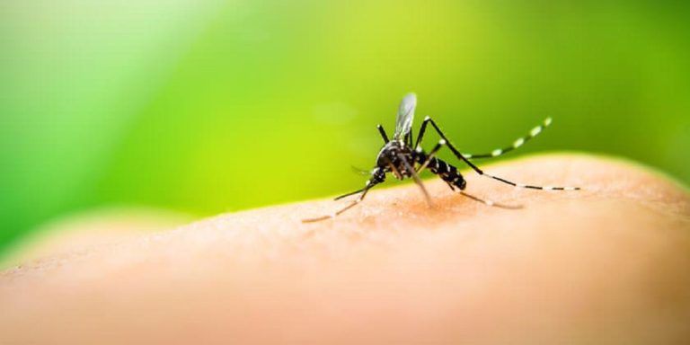 Aumento alarmante de casos de dengue en Guatemala