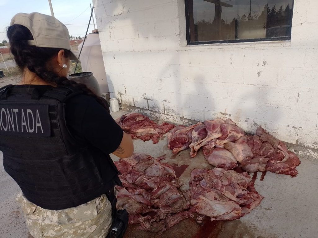 control detencion carne de guanaco
