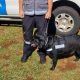 La Aduana "jubiló" a Filli, una perra labradora antinarcóticos de 10 años