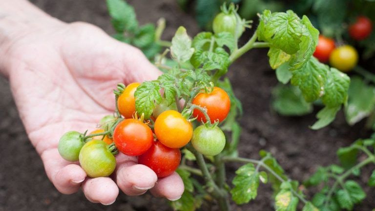 El Municipio brindará capacitaciones a productores frutihortícolas de Trelew